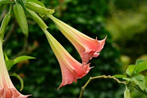 Conoce la flor de Campana (Brugmansia arborea) 【Para qué sirve】la flor de trompeta, su siembra y la reproducción de trompeta de ángel.