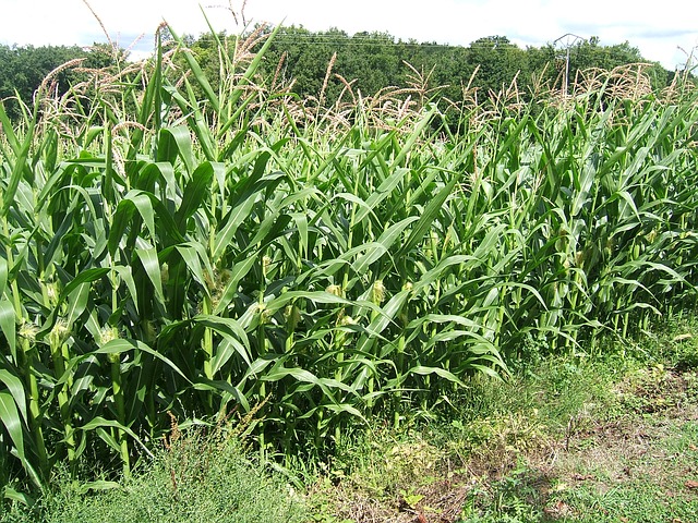 ¿Cuántas toneladas de maíz produce una hectárea? Las toneladas de maíz por hectárea