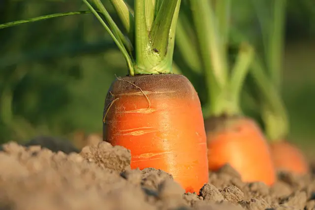 Conoce la distancia de siembra de zanahoria (densidad entre plantas de zanahoria) una de la otra, sus requerimientos, cómo y cuándo sembrar zanahoria.