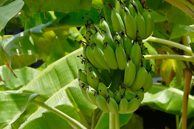Cultivo del plátano