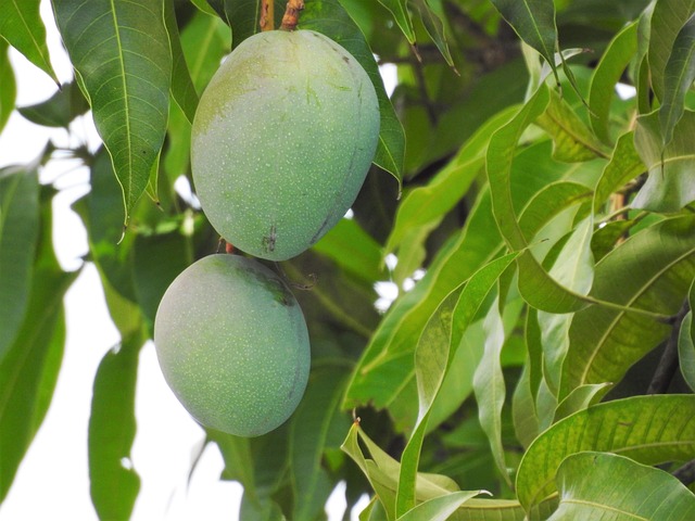 Distancia entre árbol de mango