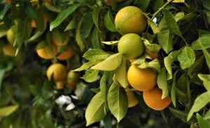 Conoce ¿Cuántas Naranjas Produce un árbol?