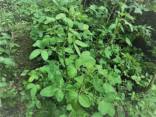 Planta silvestre comestible de chipilin.