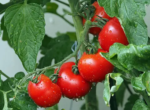 Rendimiento, tiempo y kilos a producir tomate