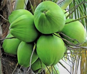 Conoce Cantidad de cocos que da un arbol fuera de la costa