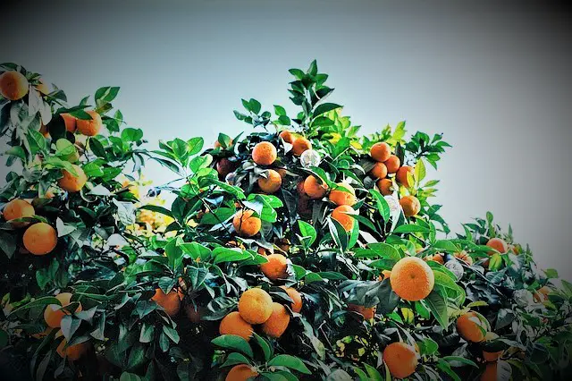 Conoce Cuántas mandarinas da un árbol normalmente.