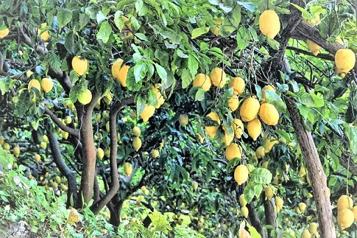 ᐉ A los cuantos años da un árbol injertado frutal 【Tiempo de cosecha】