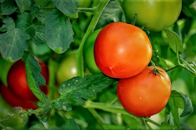 ¿Cuántas toneladas produce una hectárea de tomate?