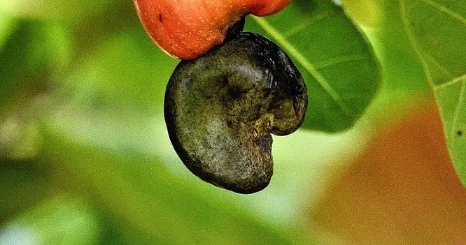 Fruta del marañón