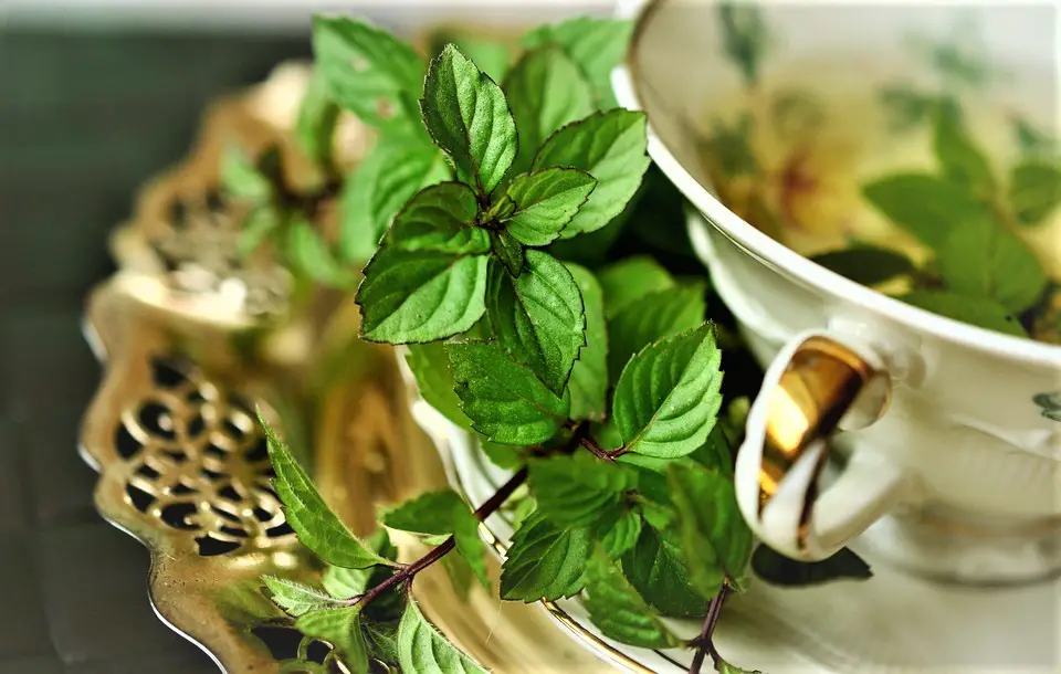 Hierbabuena o mentha y té de hojas