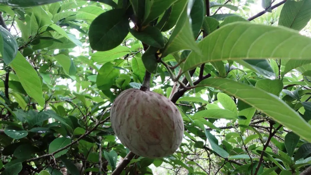 Fruta tropical Ilamas Saramuyo