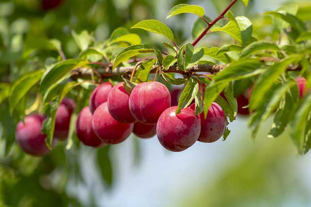 Ciruelo son arboles frutales que necesita mucha agua.