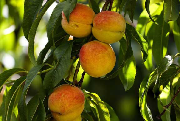 Melocotonero son arboles frutales de agua.